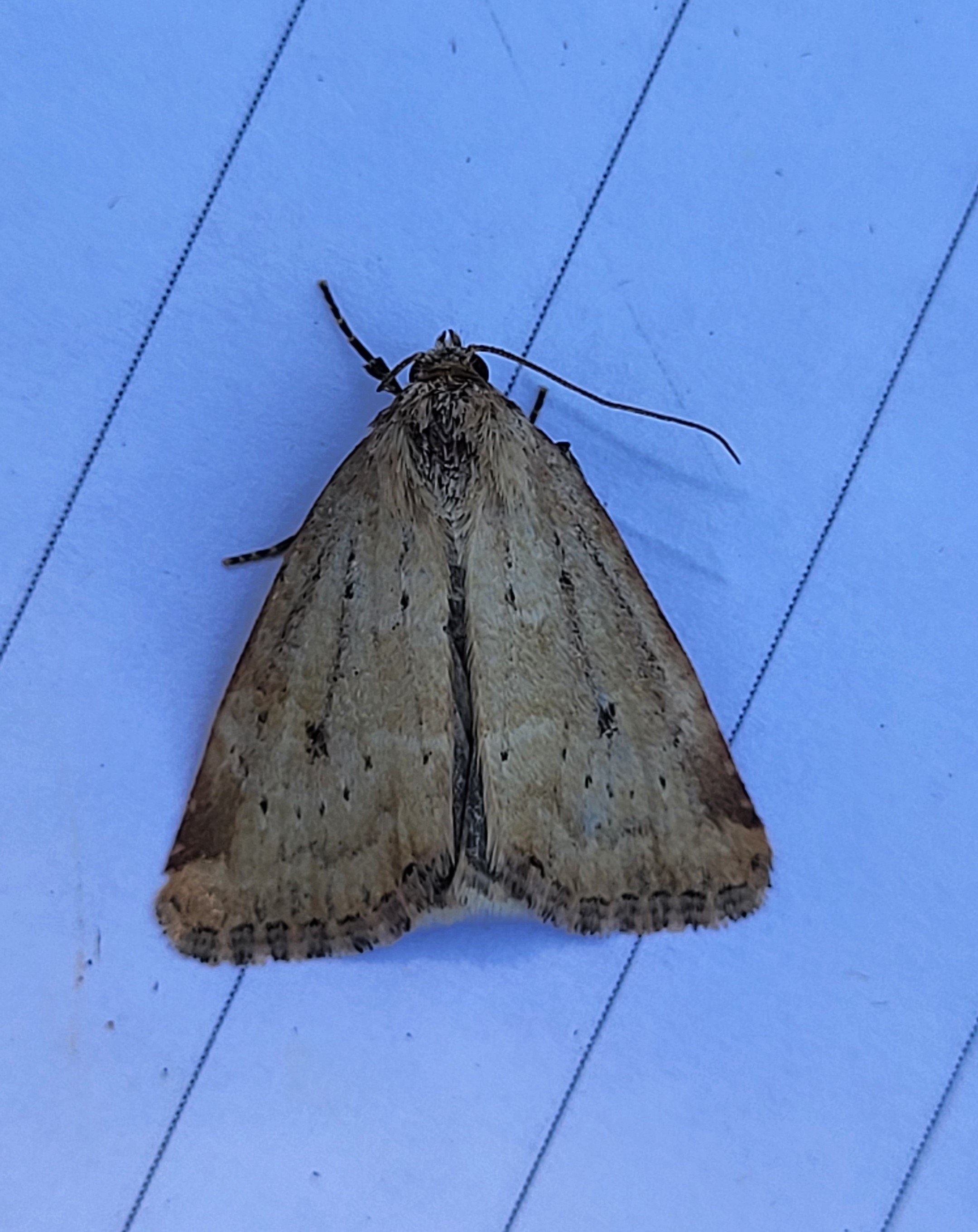 Photo of Small Dotted Buff (Photedes minima)